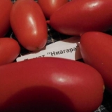 Niagara paradajz: recenzije, fotografije, prinos